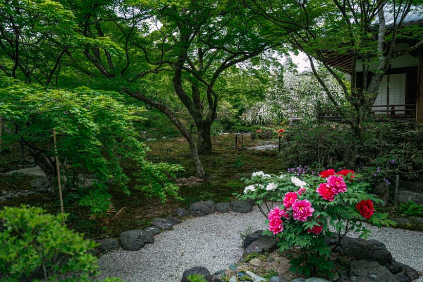 牡丹の花でしょうか