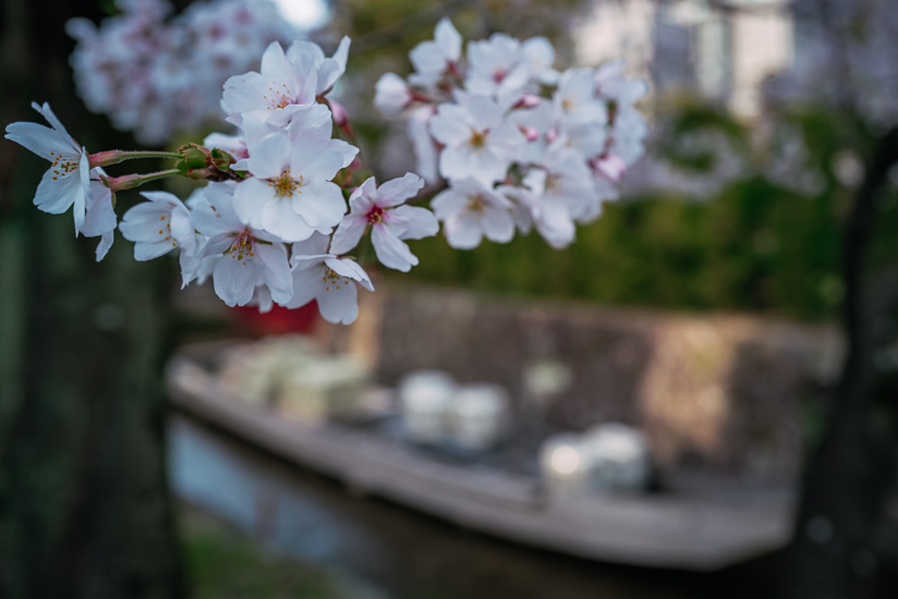 高瀬川沿いの桜