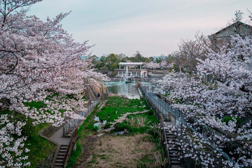 琵琶湖疎水の桜