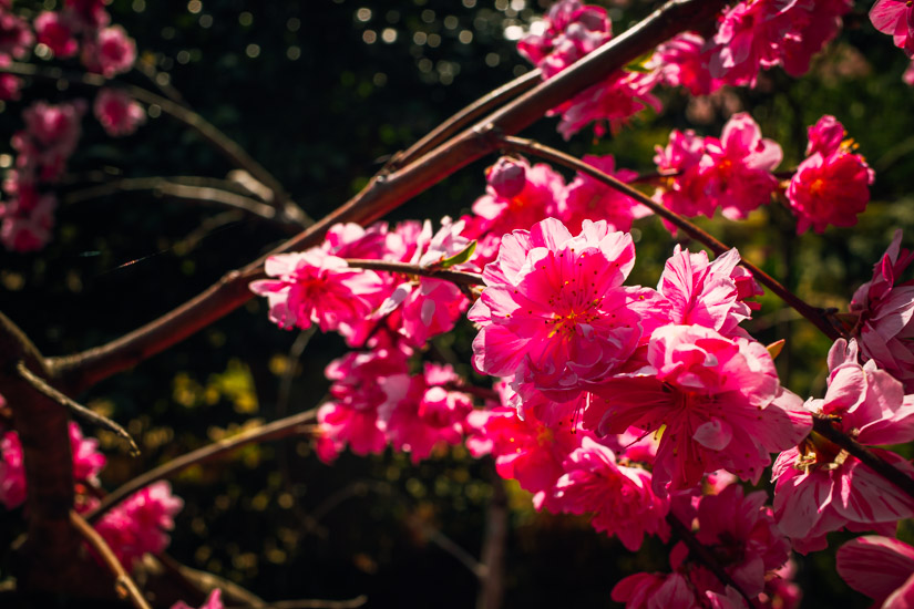 咲き誇る桜