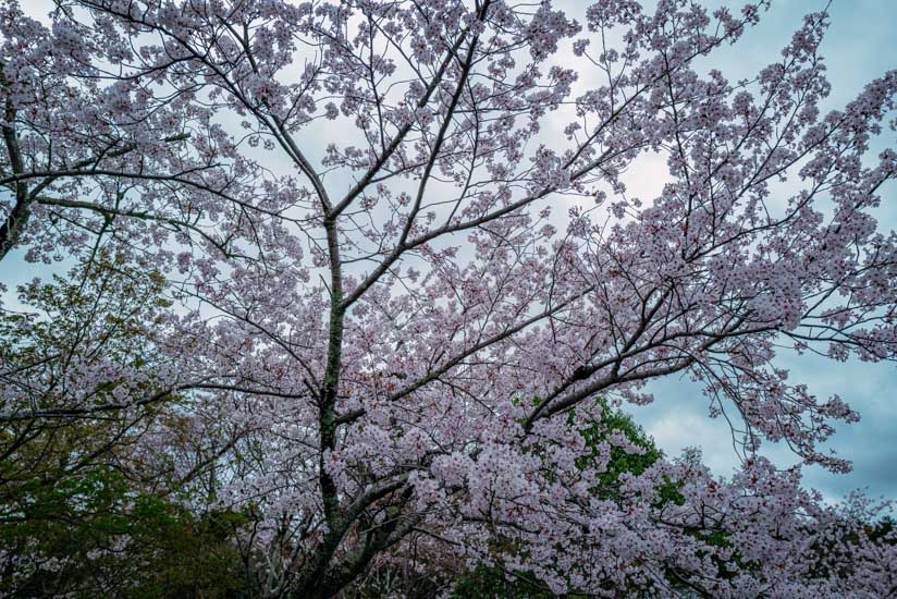 桜が見頃