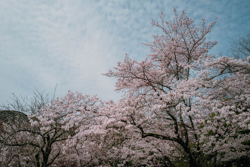 亀山公園