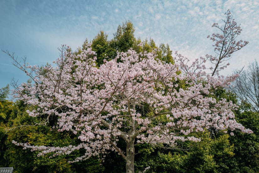 たくさんの桜