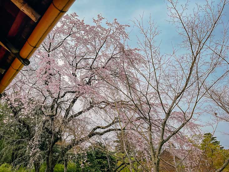 桂離宮の桜