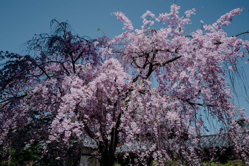 枝垂れ桜