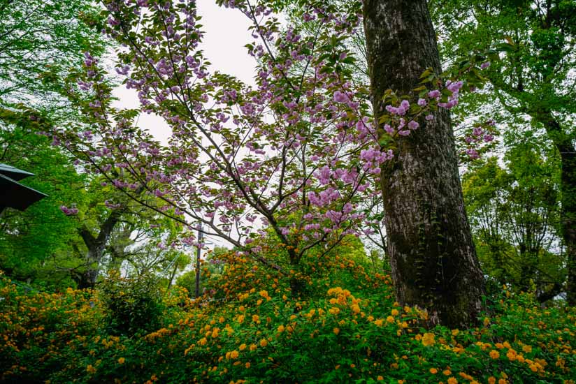 八重桜と山吹の同時咲き