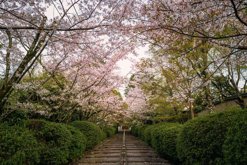 桜は散り始め