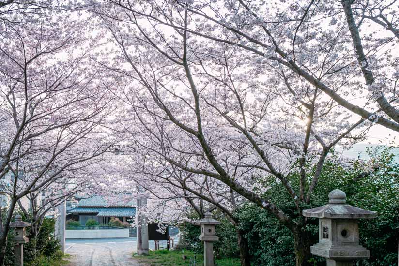 一の鳥居をくぐった桜