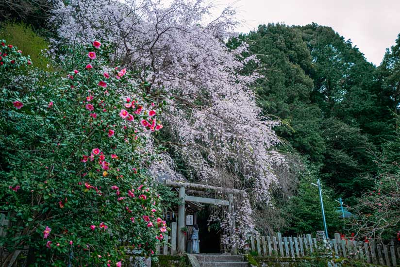 椿と桜の競演