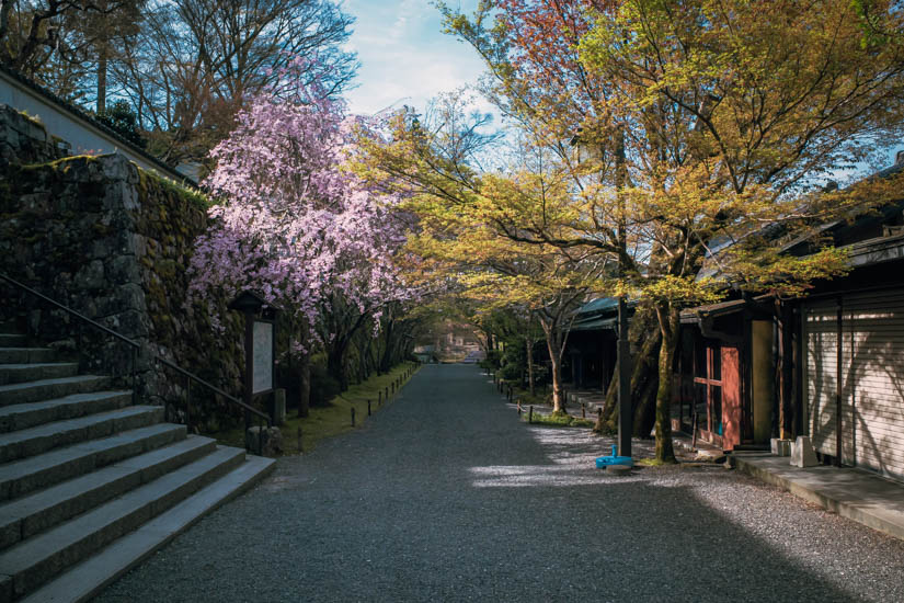 桜の馬場