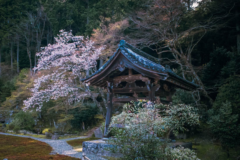 大原の三千院とその周辺で桜を楽しむ 2024春 (京都フォトブログ)