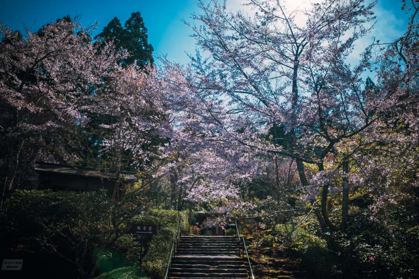 石階段に咲く桜