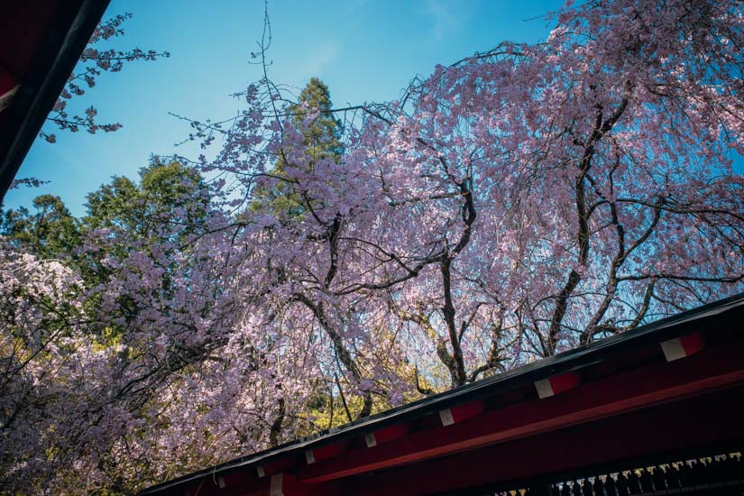 境内のあちこちで桜