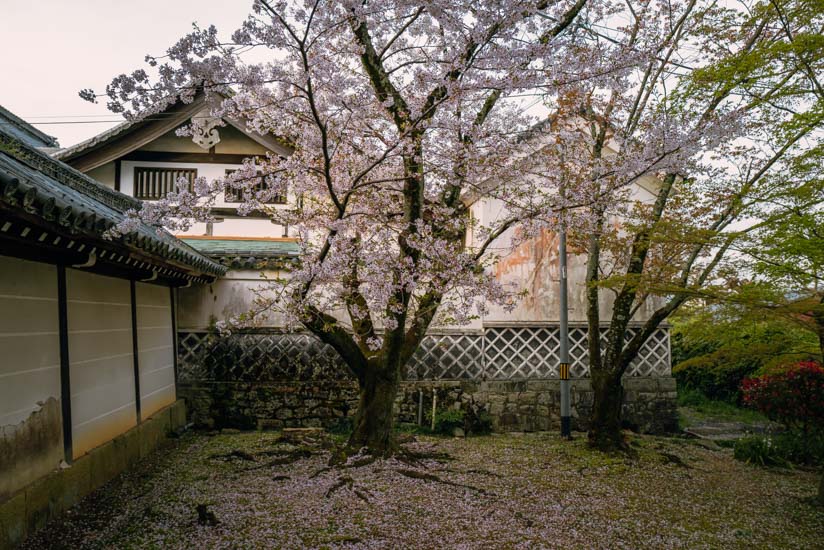 桜の終わりかけ