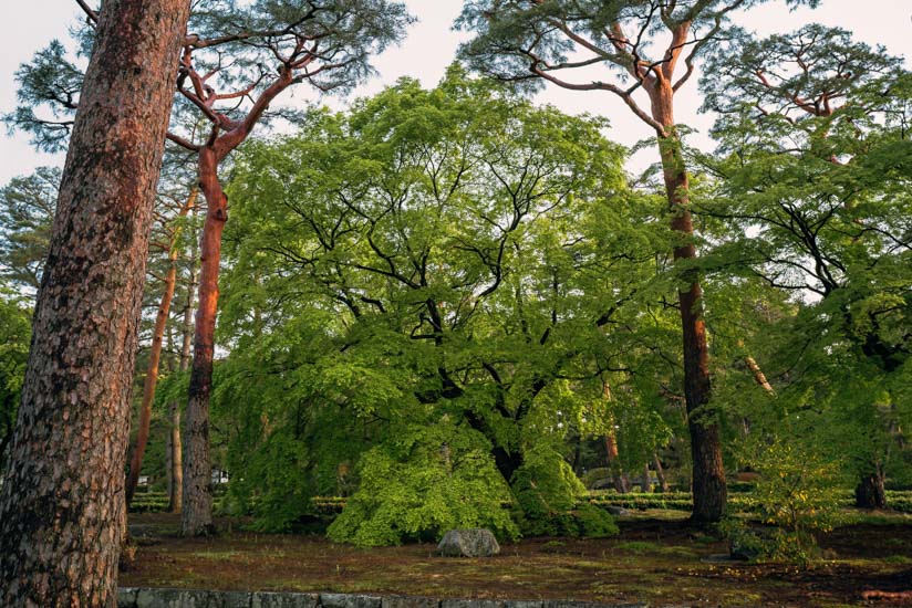 新緑と荘厳な雰囲気