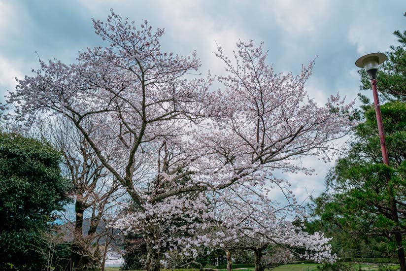 中離宮・表門前の桜