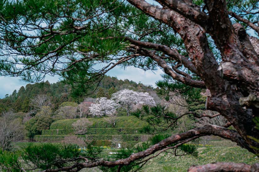 松並木から見える桜