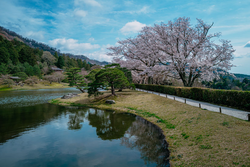 上離宮・浴龍池の桜