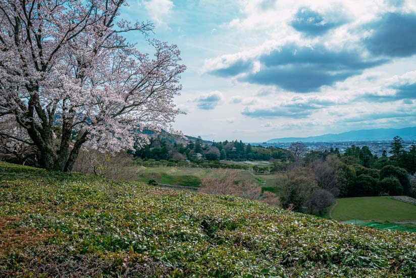 西浜沿いの桜