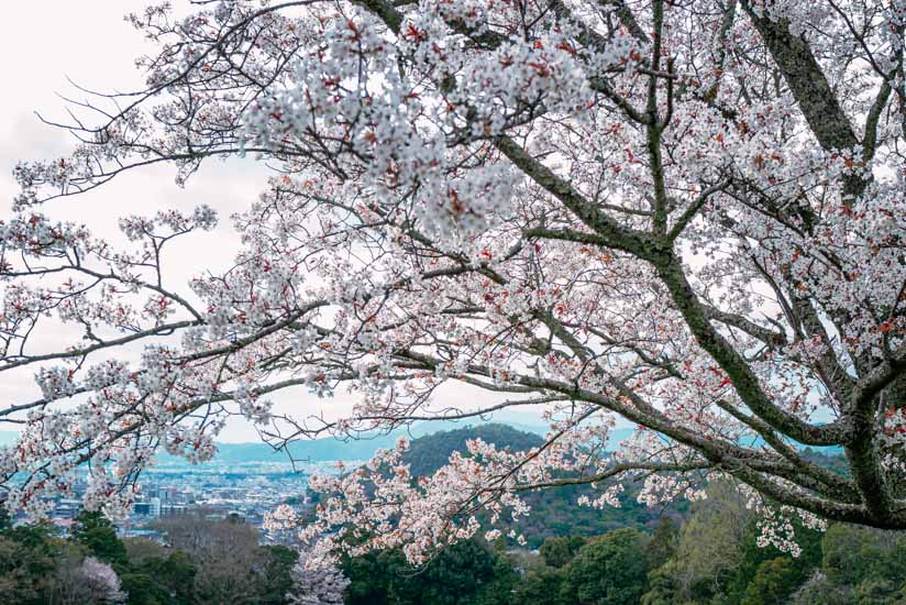 見事な桜