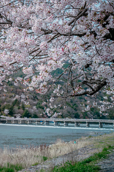 渡月橋と満開の桜