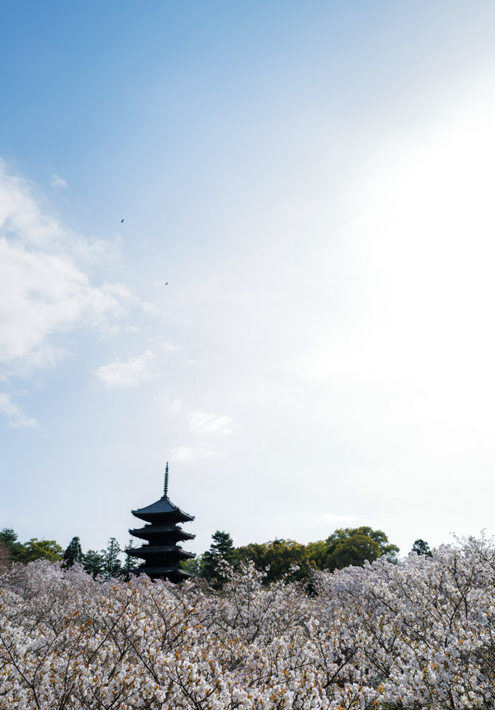 御室桜に似合うアングル