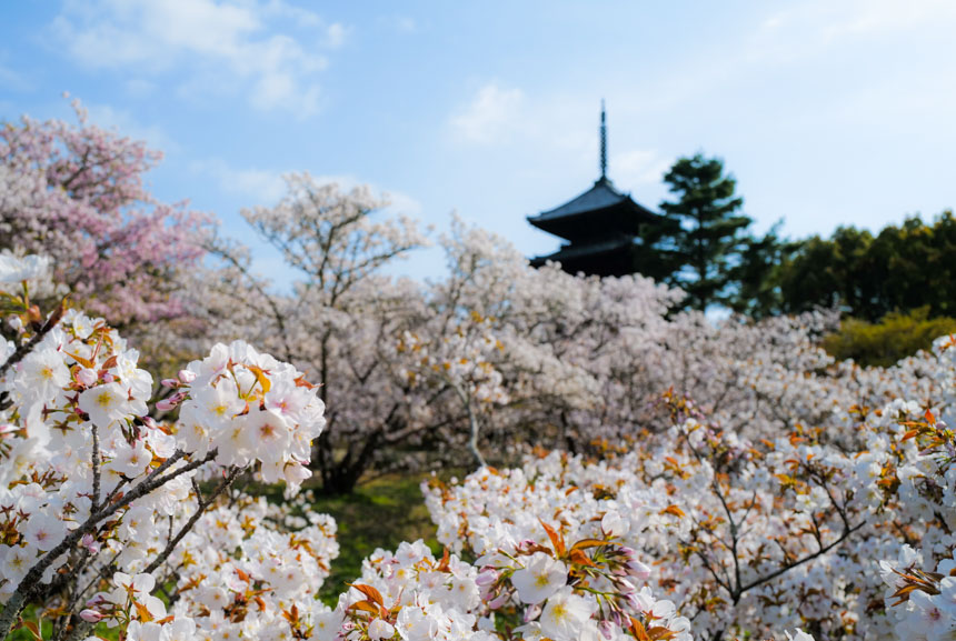 御室桜に似合うアングル