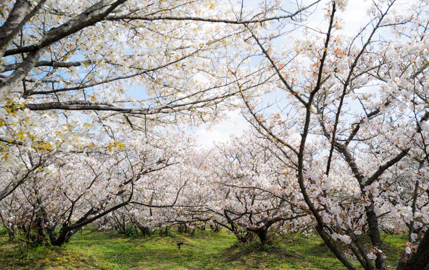 満開に近い桜