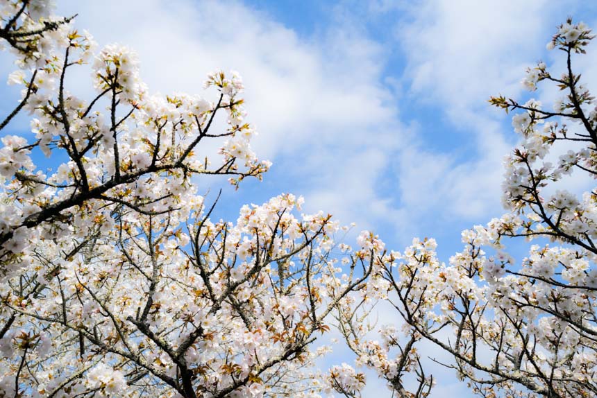 満開に近い桜