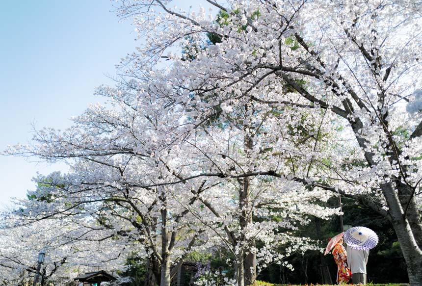 高台寺公園の桜並木