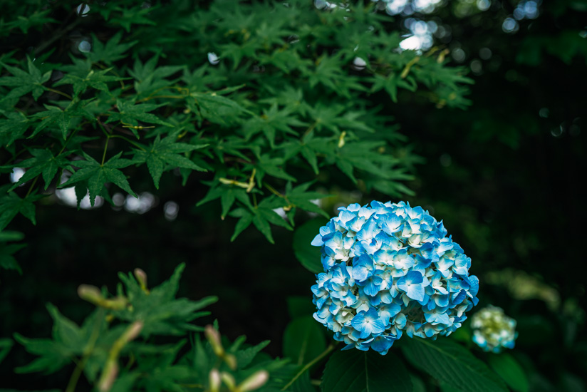 紫陽花