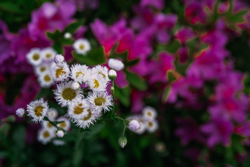 キレイな草花