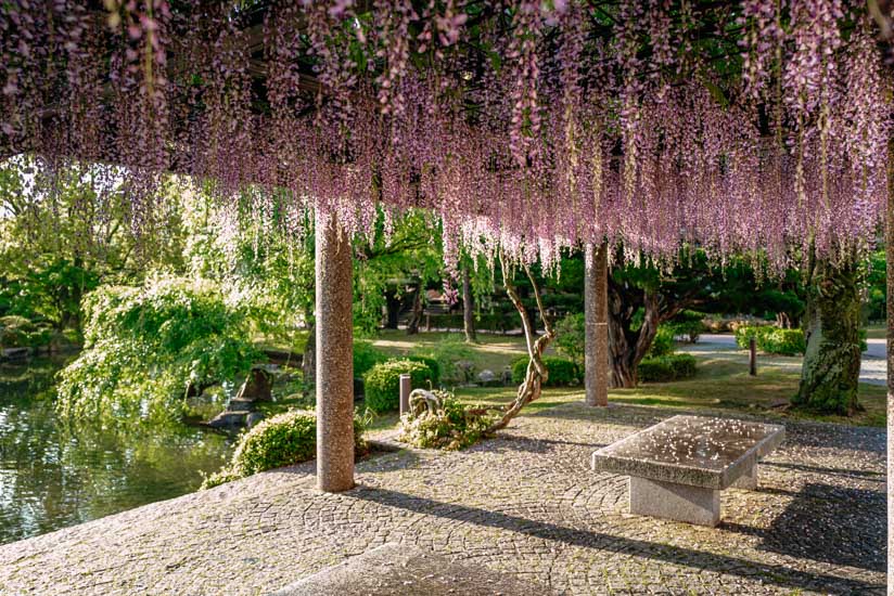 日本庭園の藤の花