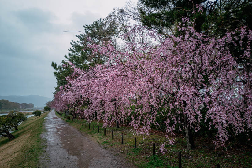 雨降りの桜