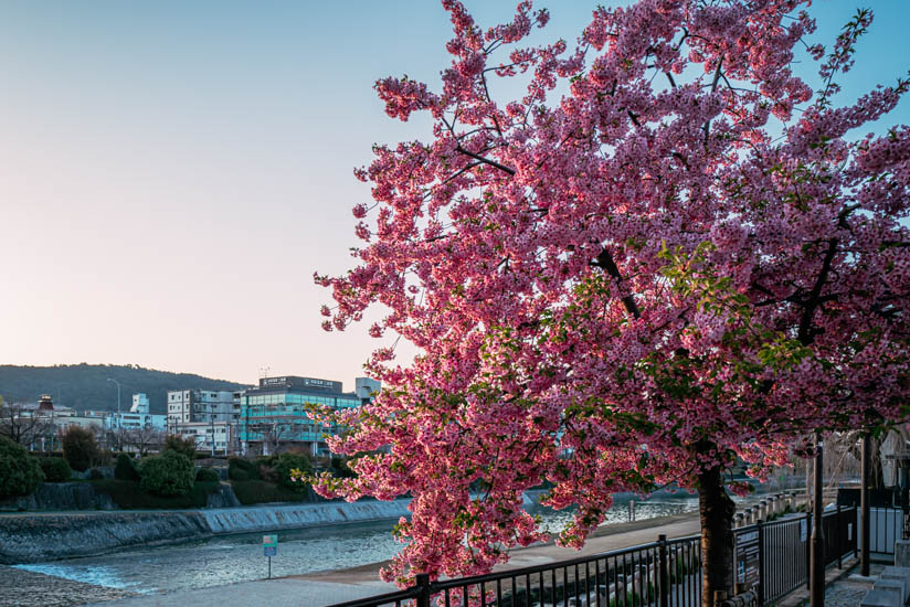 京都の中心地で最初期に咲く河津桜