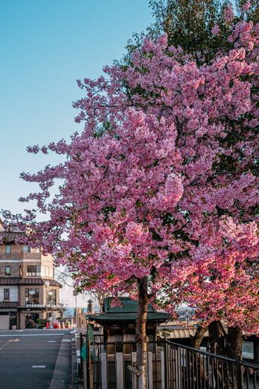 華やかな季節の始まりを告げる河津桜