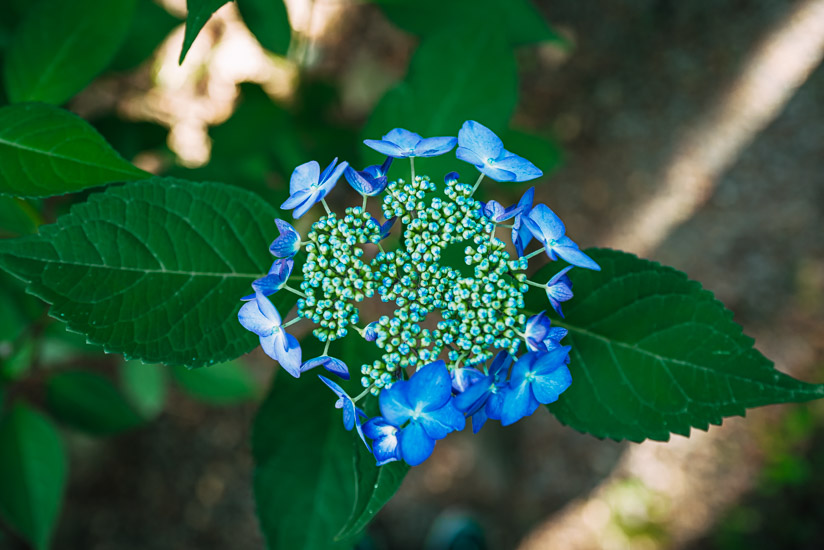 紫陽花