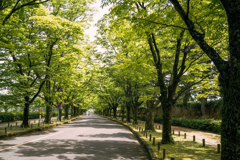 正門前のけやき並木