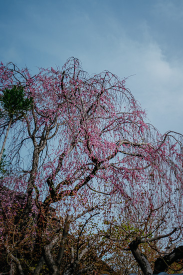 キレイに咲いた桜