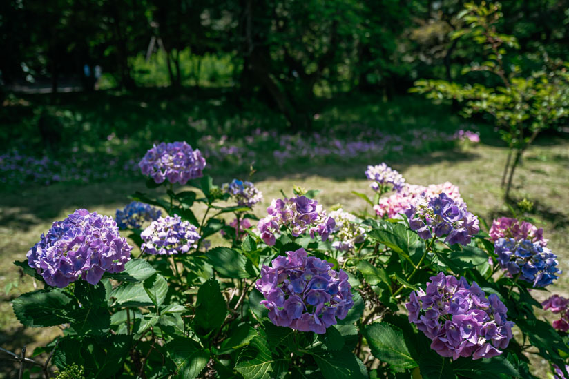 紫陽花