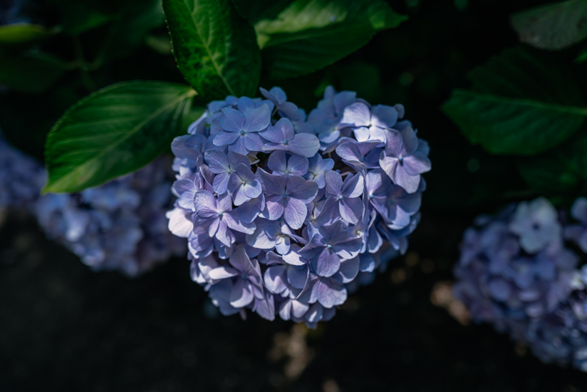 ハイライトは紫陽花