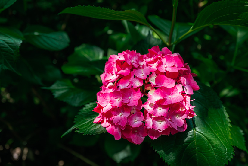 色んな紫陽花