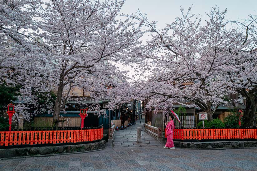 巽橋あたりも満開な桜