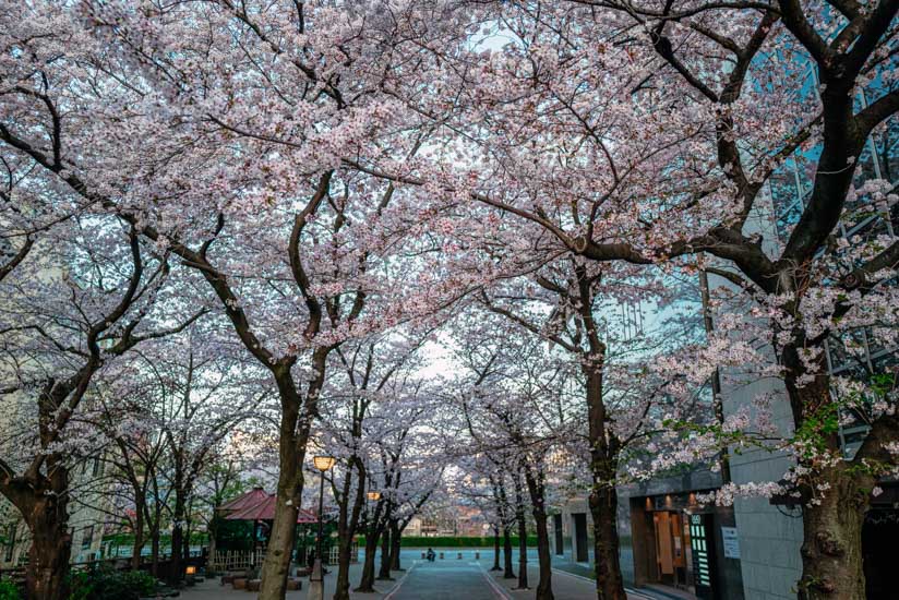 桜の名所の一つ祇園白川