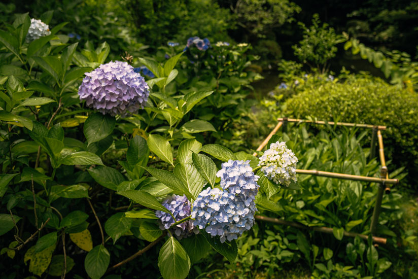 紫陽花