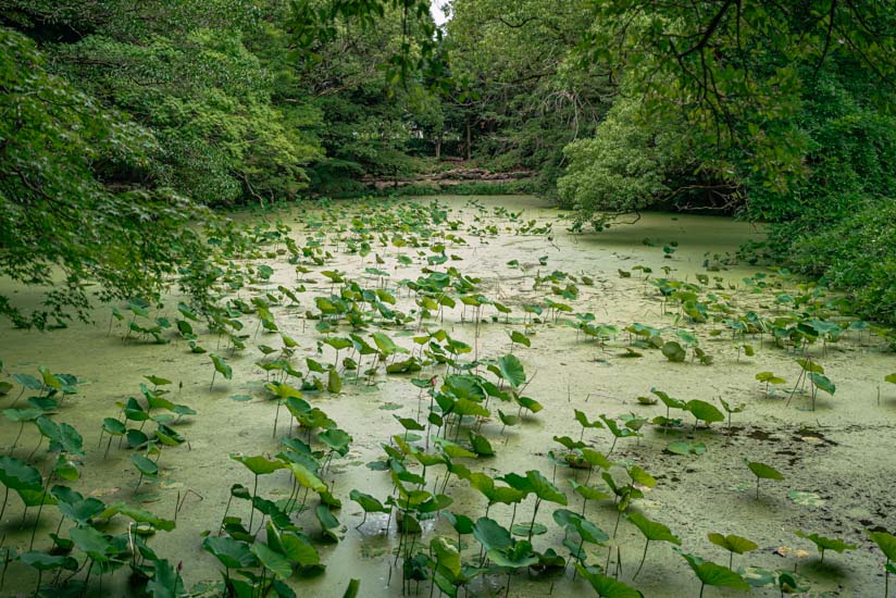 氷室池