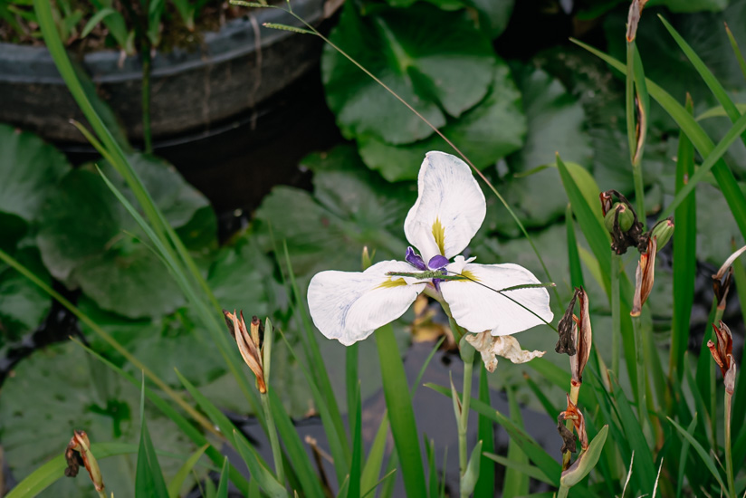 白い菖蒲