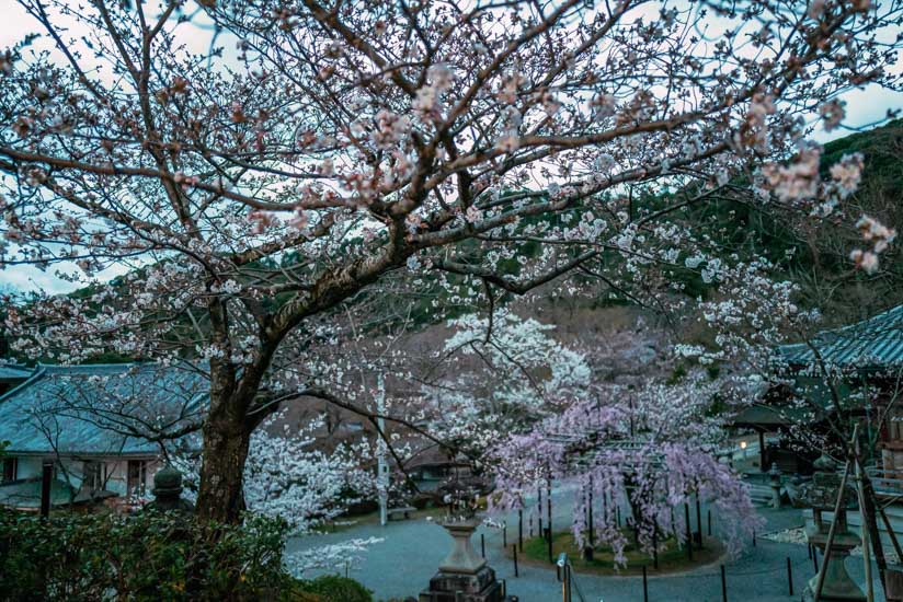 清水寺の桜