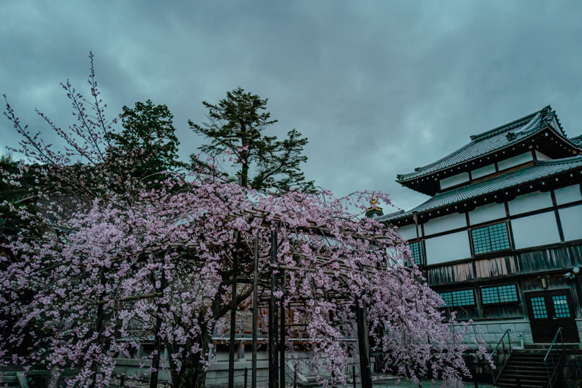 咲き揃う枝垂れ桜