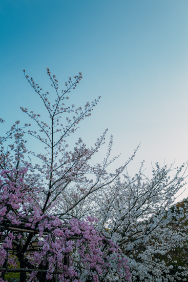見頃の桜